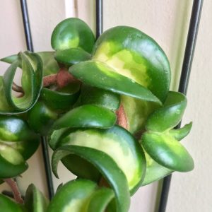 Hoya compacta variegata ( rooted cutting ).