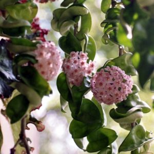 Hoya compacta ( rooted cutting )
