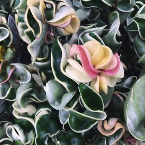 Hoya compacta Albomarginata ( rooted cutting )