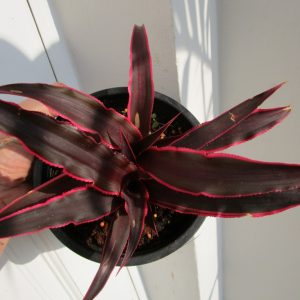 Cryptanthus 'Heyens'