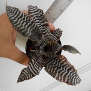 Cryptanthus Chao Praya River