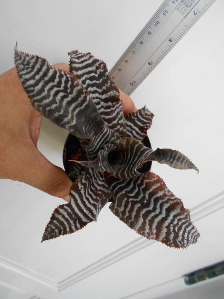 Cryptanthus Chao Praya River