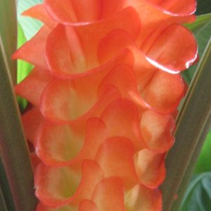 Curcuma roscoeana - Pride of Burma - Jewel of Burma