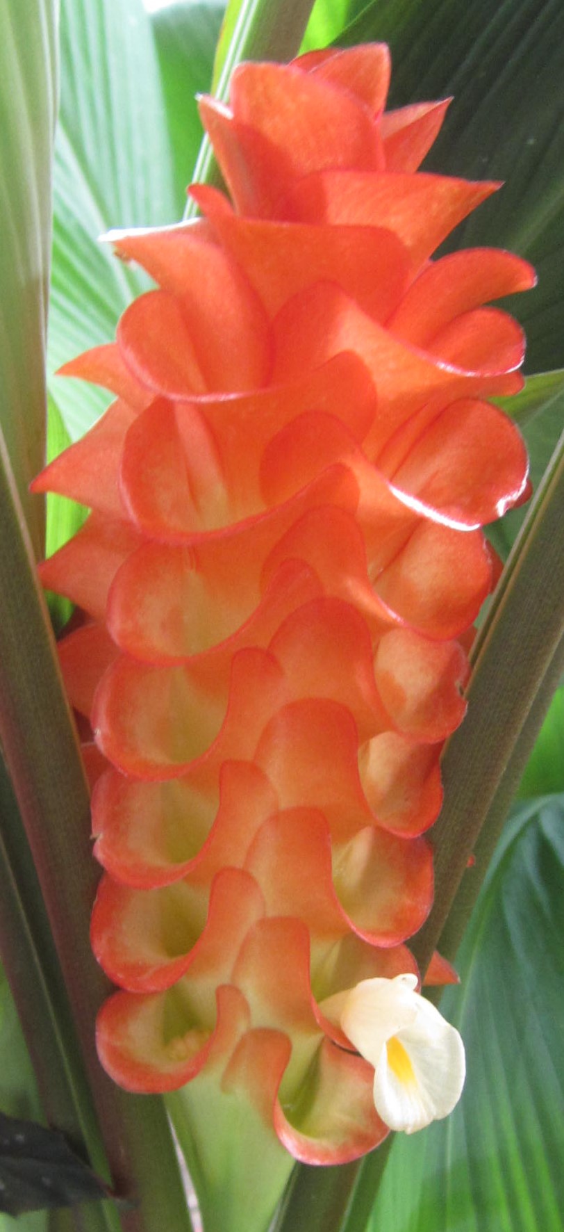 Curcuma roscoeana - Pride of Burma - Jewel of Burma