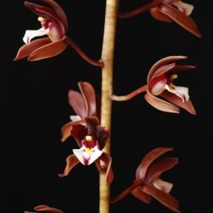 Cymbidium atropupureum