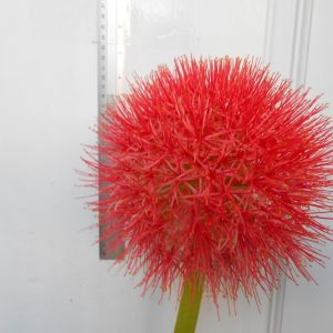 Scadoxus. katherinae v. multiflorus