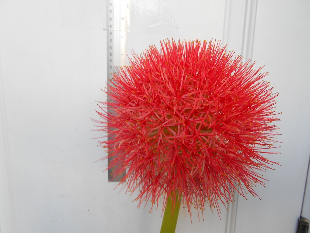 Scadoxus. katherinae v. multiflorus