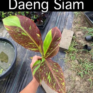 Musa red siam