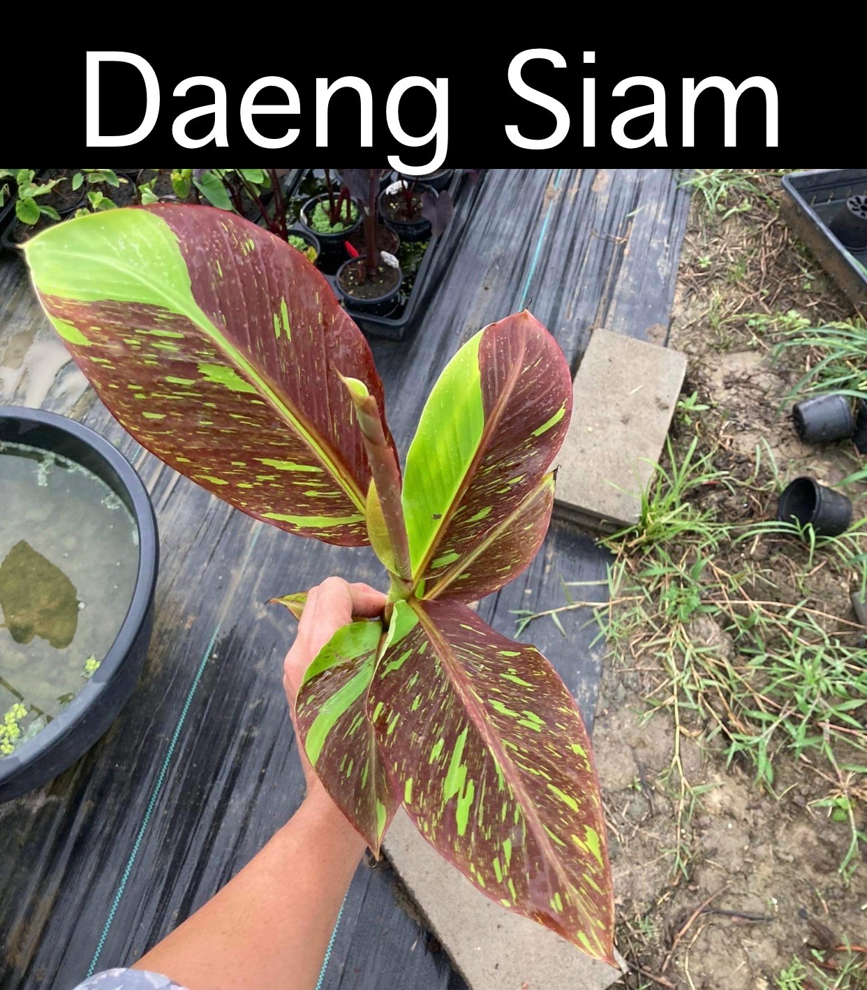 Musa red siam
