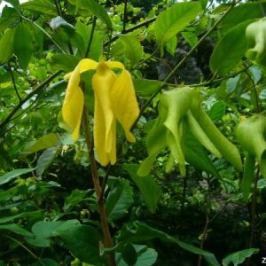 Desmos cochinchinensis