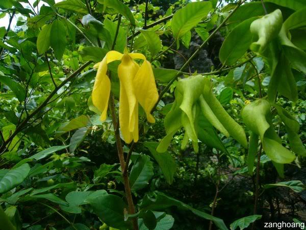 Desmos cochinchinensis
