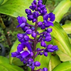 Dichorisandra thyrsiflora