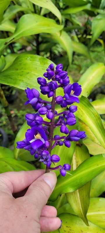 Dichorisandra thyrsiflora