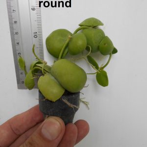 Dischidia imbricata round