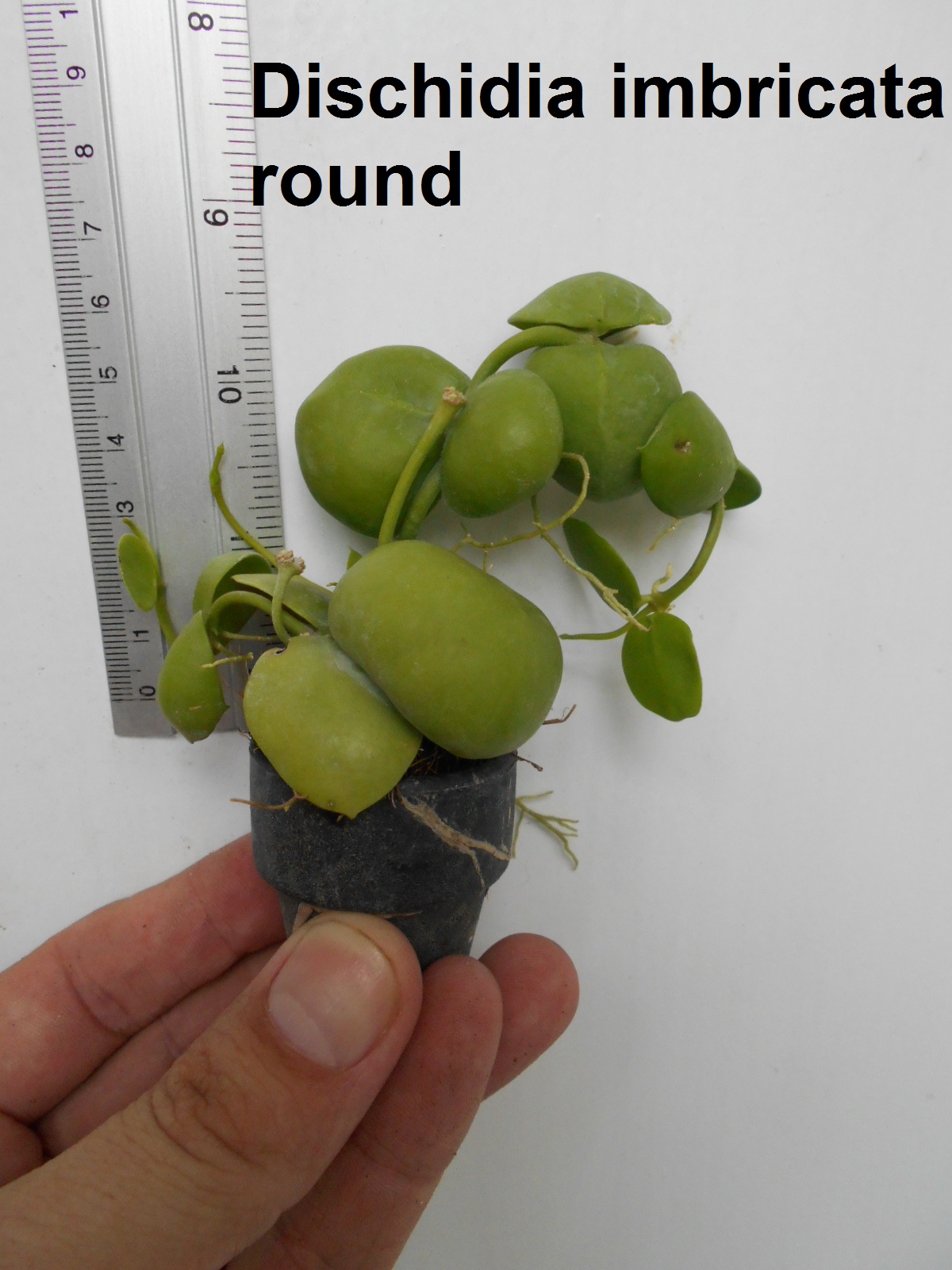 Dischidia imbricata round