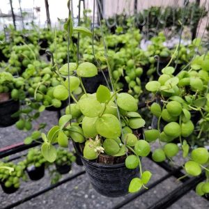 Dischidia imbricata(large)