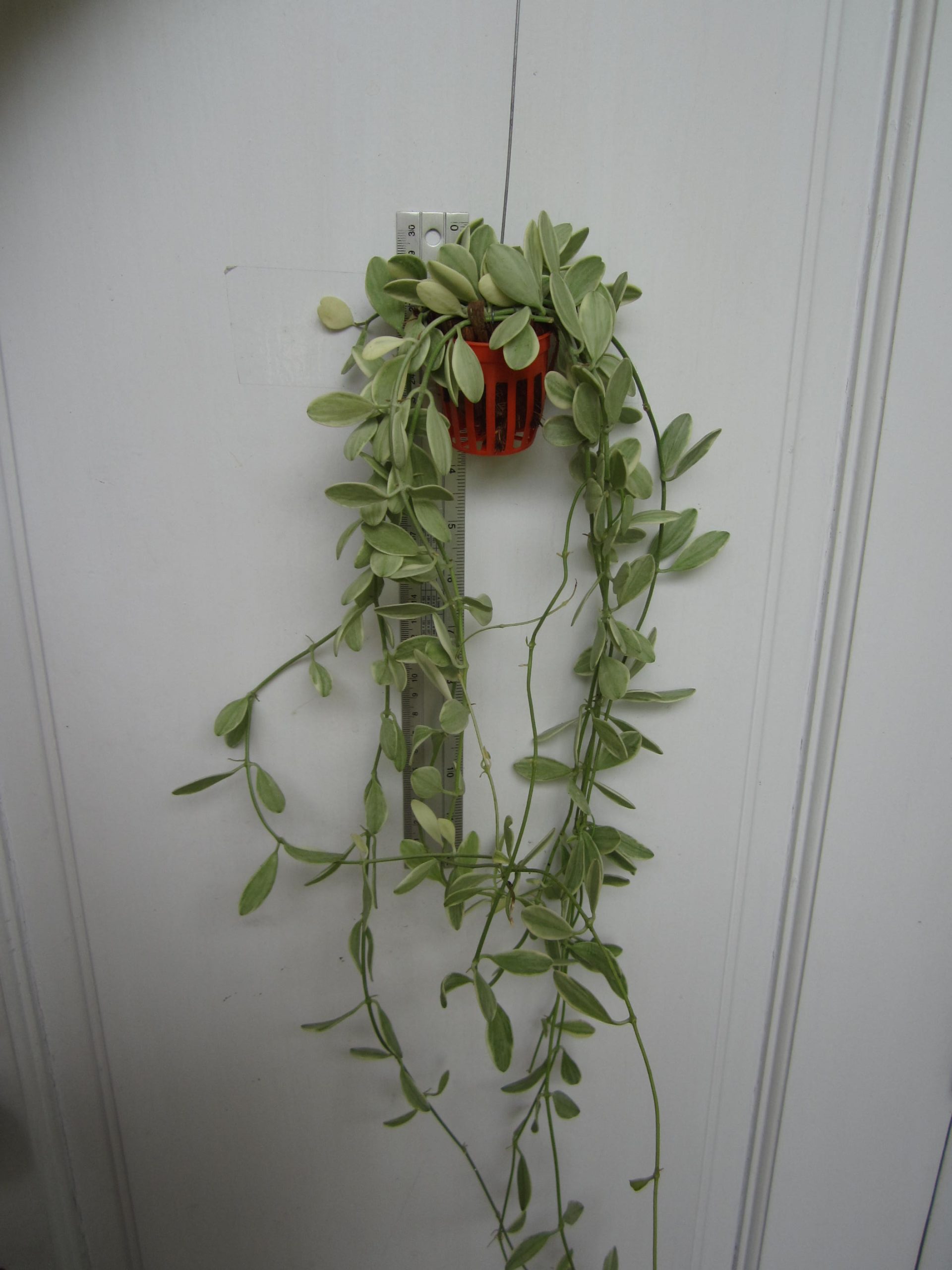 Dischidia Oinantha White diamond