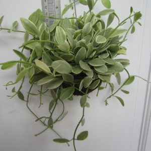 Dischidia oinantha white diamond(large)