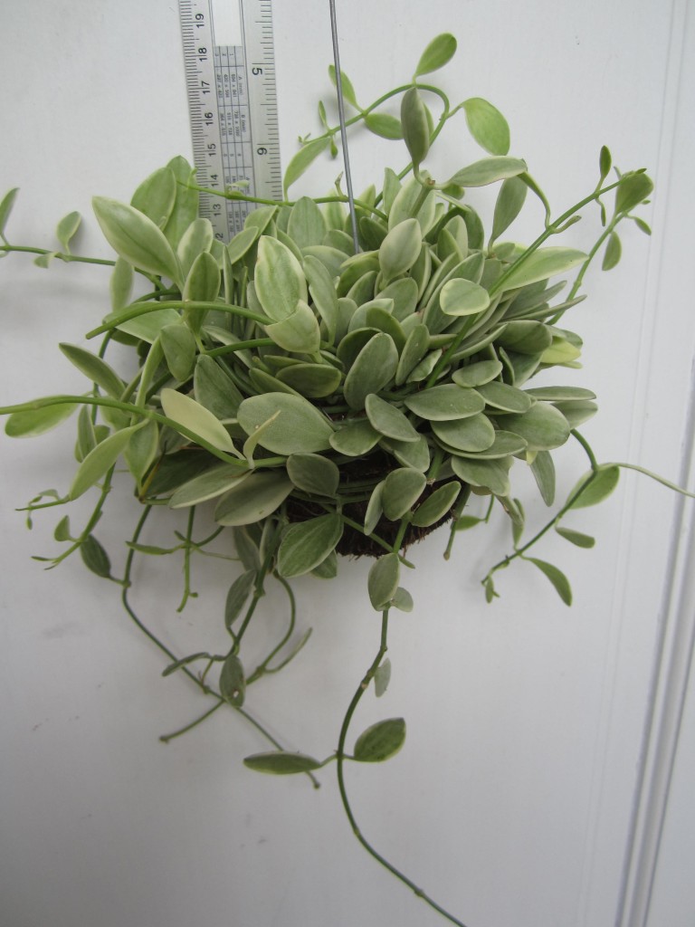 Dischidia oinantha white diamond(large)