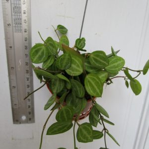 Dischidia ovata