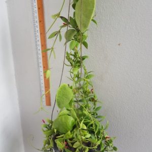 Dischidia pectinoides(large)