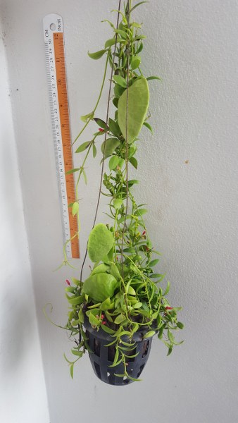 Dischidia pectinoides(large)