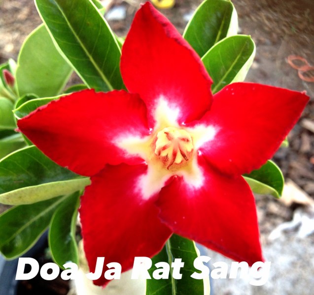Adenium doa ja rat