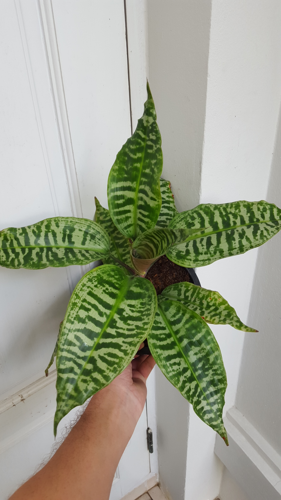 Dracaena goldiana - Image 5