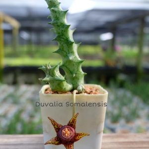 Duvalia somalensis