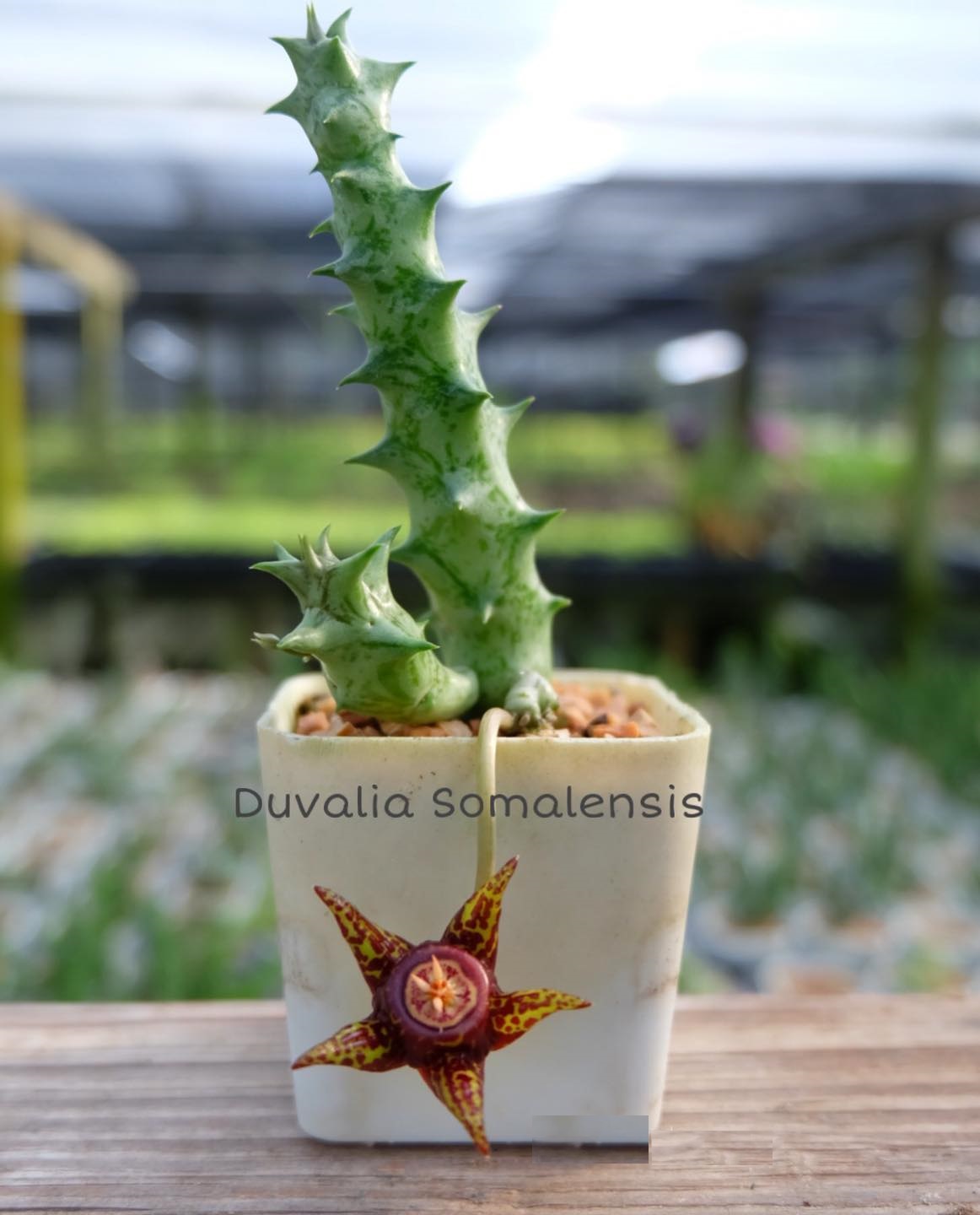 Duvalia somalensis