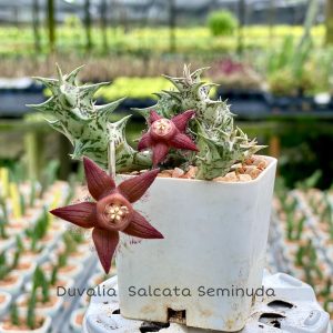 Duvalia sulcata seminuda