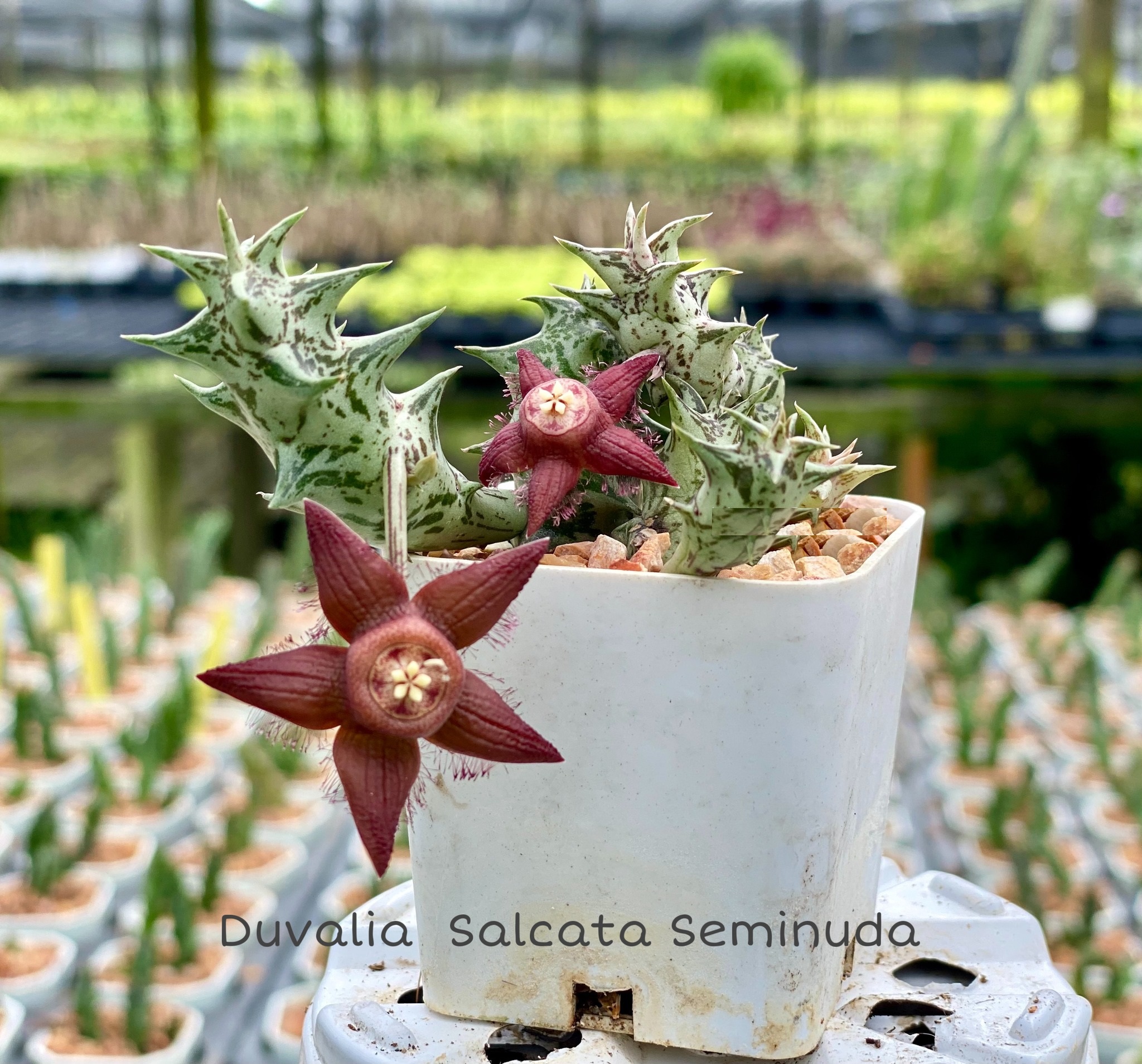 Duvalia sulcata seminuda