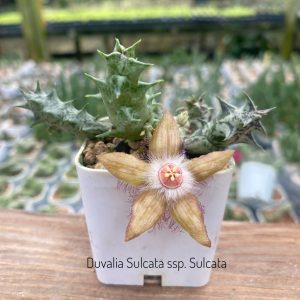 Duvalia sulcata ssp. sulcata