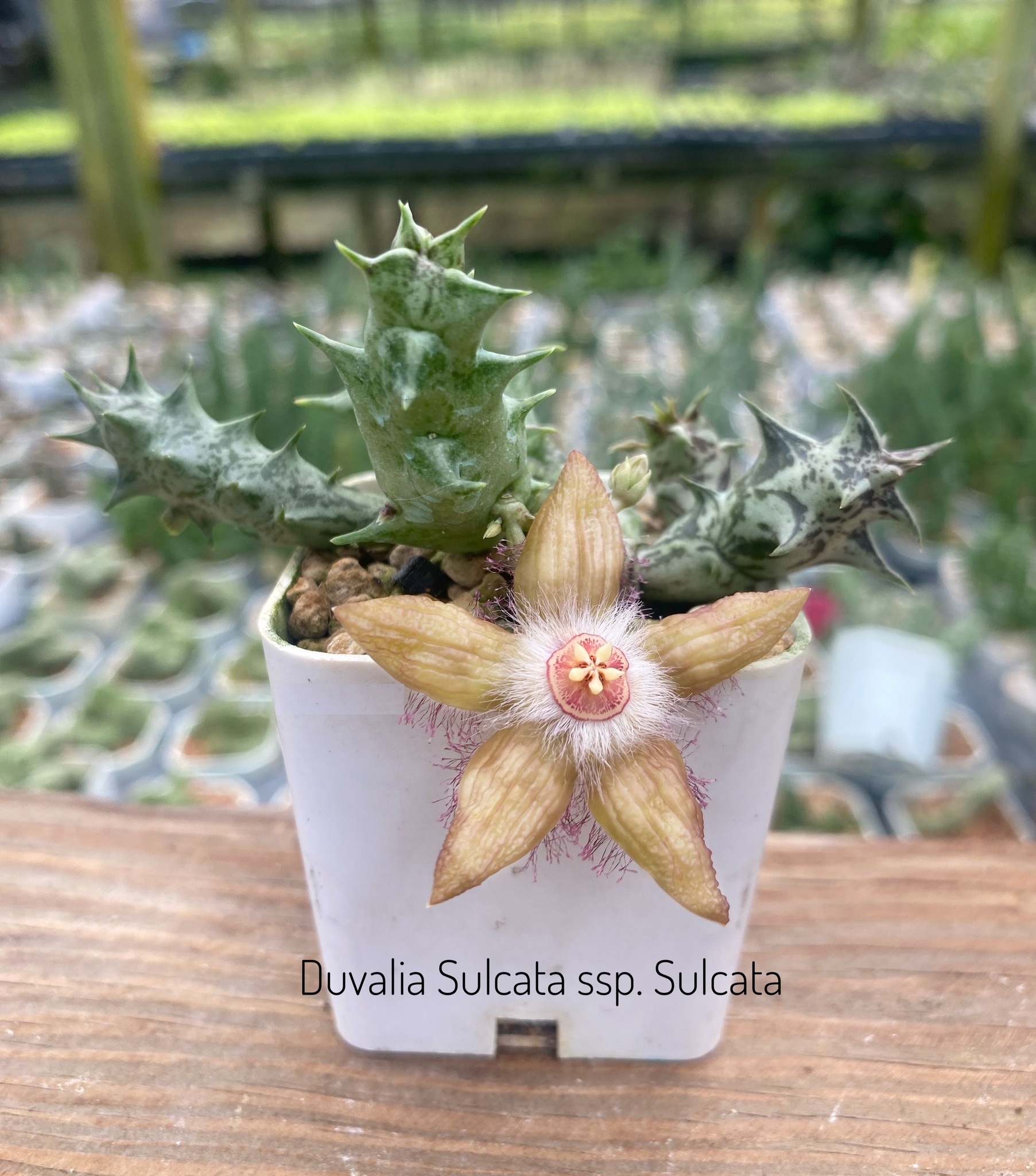 Duvalia sulcata ssp. sulcata