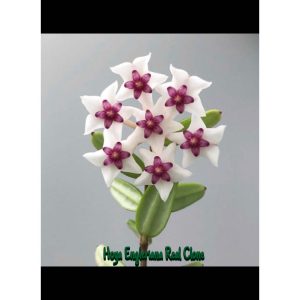 Hoya engleriana real clone  ( rooted cutting )