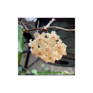 Hoya erythrina  ( rooted cutting )