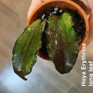 Hoya erythrina long leaf  ( rooted cutting )