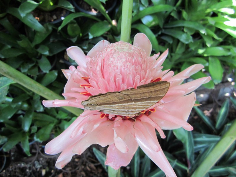 Etlingeria elatior soft pink