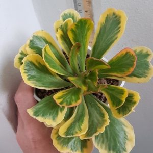 Euphorbia poissonii variegated