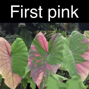 Colocasia first pink