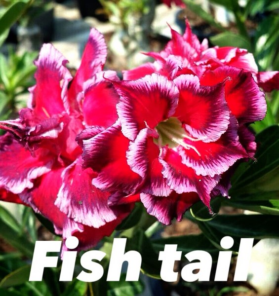 Adenium fishtail
