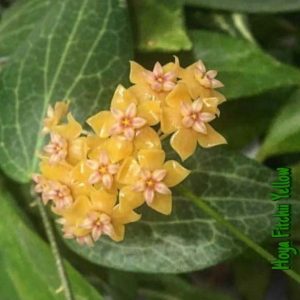 Hoya fitchii yellow  ( rooted cutting )
