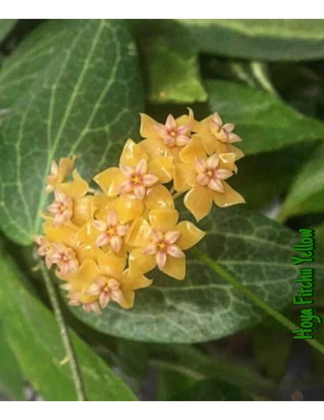 Hoya fitchii yellow ( rooted cutting )
