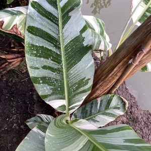 Musa Aeae (Florida strain)