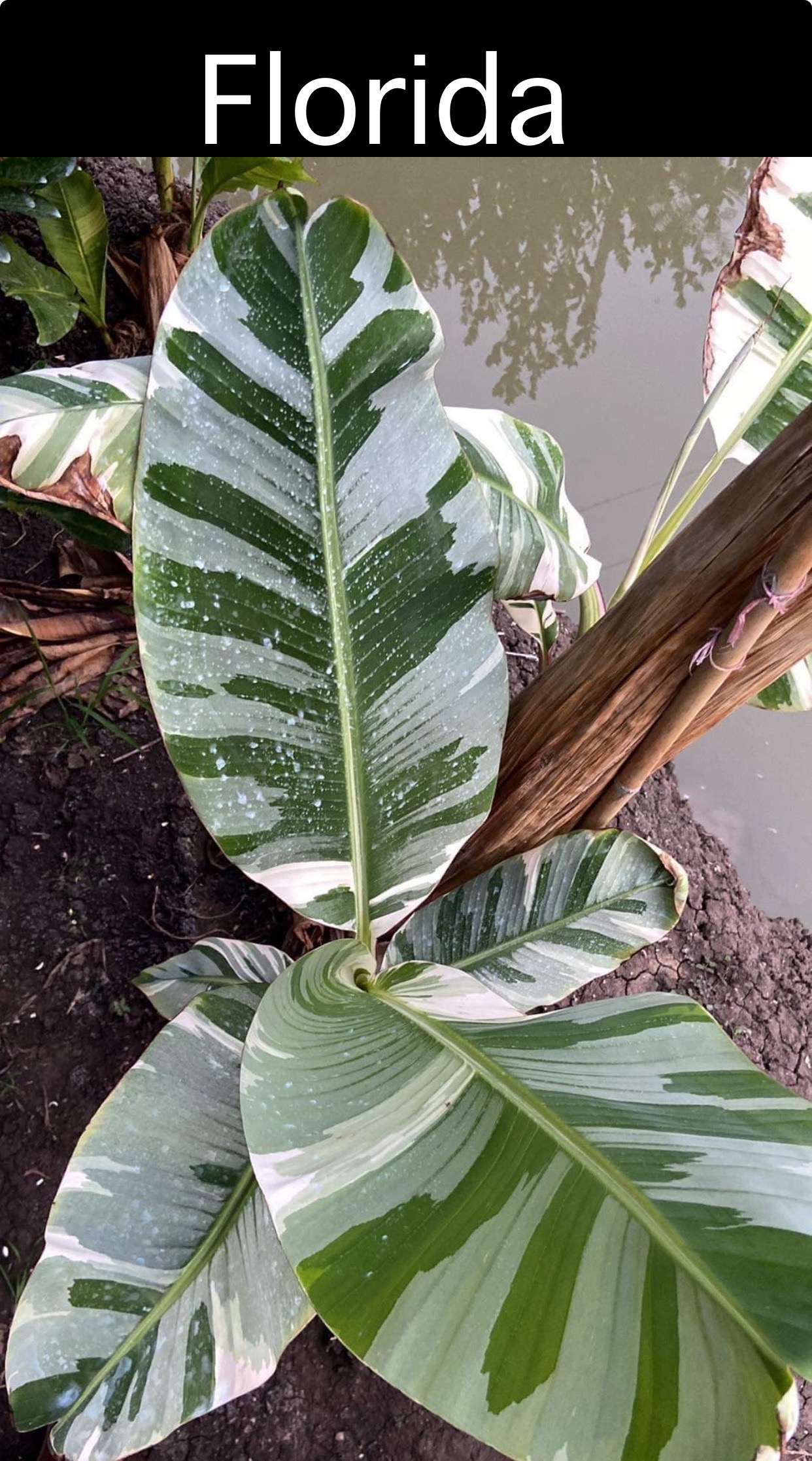 Musa Aeae (Florida strain)