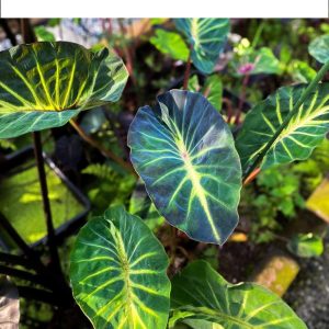Colocasia fortune star