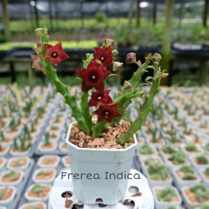 Frerea indica
