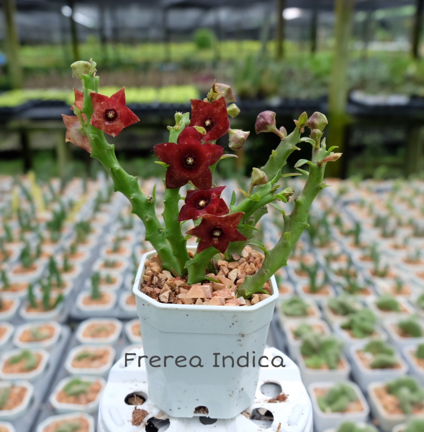 Frerea indica
