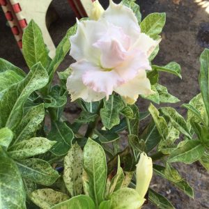 Adenium frozen
