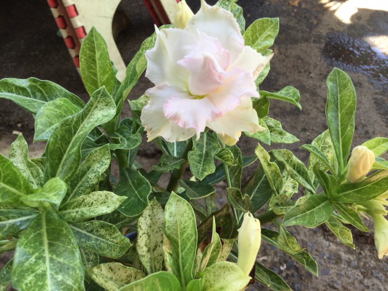 Adenium frozen